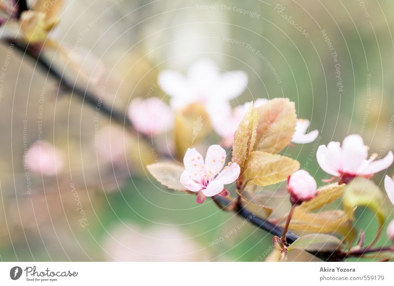 Quietly Natur Frühling Baum Blatt Blüte grün rosa rot schwarz Frühlingsgefühle Romantik Kirschbaum Kirschblüten Zierkirsche Blühend Farbfoto Detailaufnahme