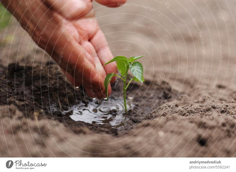 Landwirtschaft. Senior Landwirt die Hände mit Wasser sind Bewässerung grünen Spross von Peper. Junger grüner Setzling im Boden. Wassertropfen, neues Leben des jungen Sprosses. Gartenarbeit im Frühling. Gekeimte Samen in fruchtbarem Boden