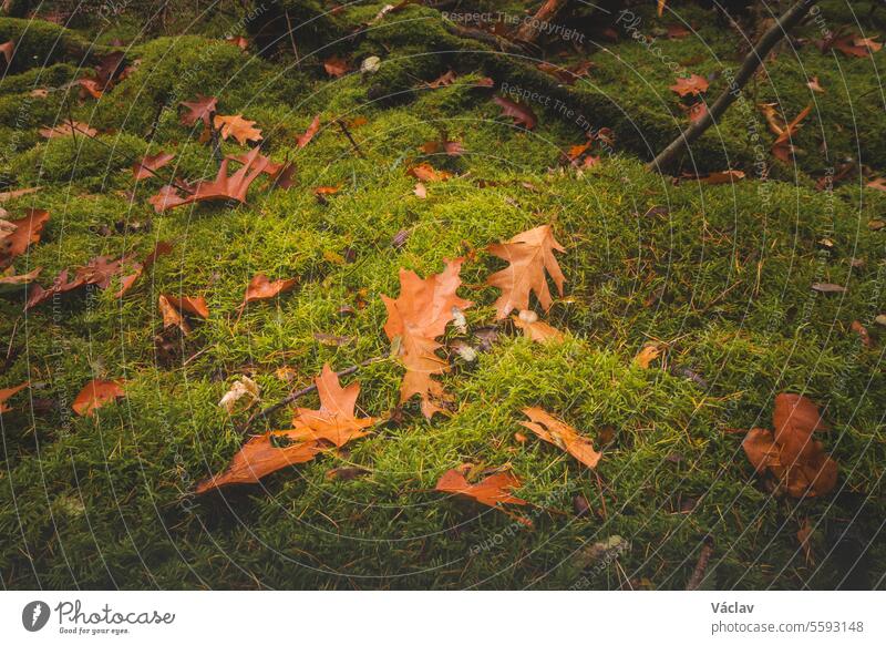 Bunter Herbstwald im Nationalpark Hoge Kempen, Ostbelgien, bei Sonnenuntergang. Ein Spaziergang durch die Wildnis in der Region Flandern im November