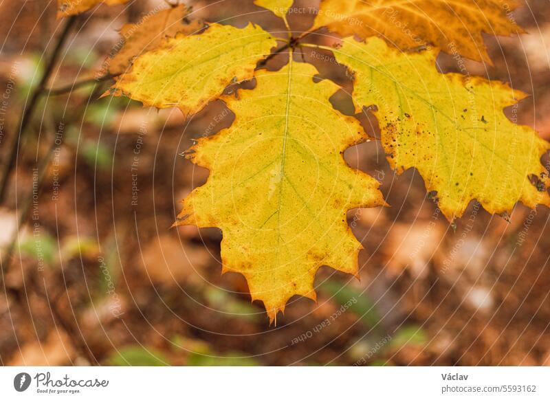 Bunter Herbstwald im Nationalpark Hoge Kempen, Ostbelgien, bei Sonnenuntergang. Ein Spaziergang durch die Wildnis in der Region Flandern im November