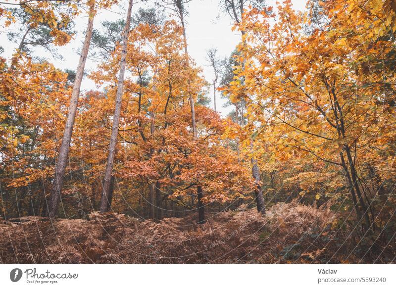 Bunter Herbstwald im Nationalpark Hoge Kempen, Ostbelgien, bei Sonnenuntergang. Ein Spaziergang durch die Wildnis in der Region Flandern im November