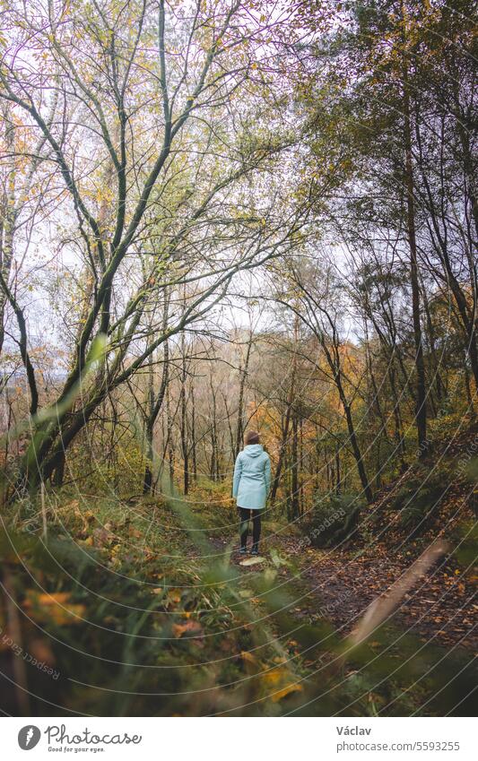 Junge sportliche Frau in einem blauen Regenmantel steht bei Regenwetter in einem duftenden Wald im Nationalpark Hoge Kempen, Belgien. Herbstliche Farbsaison