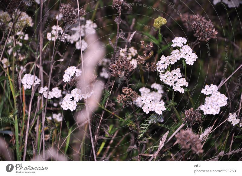 Schafgarbe und andere Wildkräuter und Gräser leuchten aus der herbstlichen Dämmerung im Park. Kräuter Wiese Gras Wildpflanze Pflanze Natur natürlich