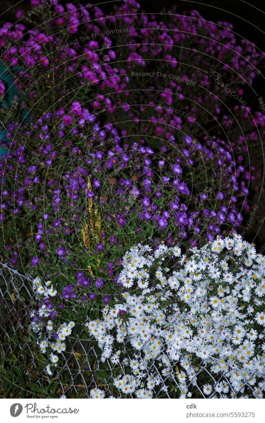 Aster la Vista, lieber Herbst! 🌸 Es war schön mit dir! | verschiedenfarbige Asternstauden in der herbstlichen Dämmerung. Stauden bunt weiß lila violett pink