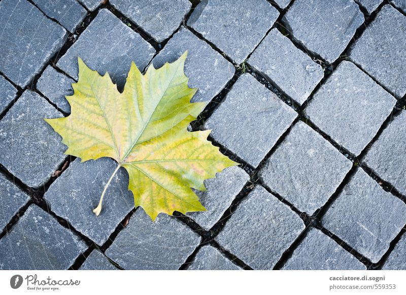 Stadt-Blatt Umwelt Herbst Schönes Wetter Menschenleer Straße einfach Freundlichkeit natürlich schön Spitze unten gelb grau grün Reinheit sparsam demütig