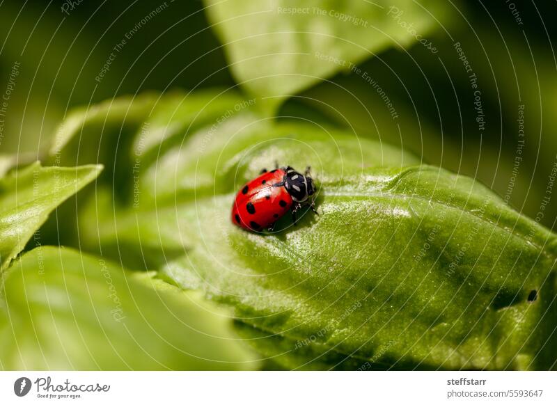 Marienkäfer Coccinellidae in einem Garten als ökologische Schädlingsbekämpfung o biologische Schädlingsbekämpfung organisch Natur Wanze