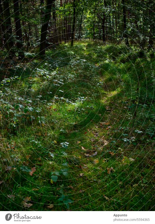 Durch den Wald führt ein sonniger schmaler Pfad, umsäumt von weiß blühenden Wildpflanzen Sonnenlicht hell Licht Lichtung Gras grün Blüten Wildkräuter Natur