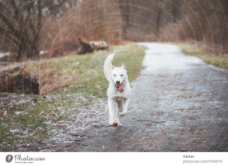 Weißer Siberian Husky mit stechend blauen Augen, der im Herbst in den Morgenstunden im Wald herumläuft. Ostrava, Tschechische Republik sibirischer Husky Hund