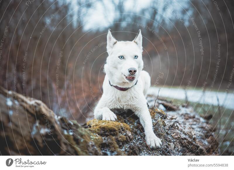 Weiße sibirische Husky-Prinzessin, die sich auf einem großen umgestürzten Baum ausruht und für die Kamera posiert. Lächeln der Hündin bei schönem Wetter. Ostrava, Tschechische Republik