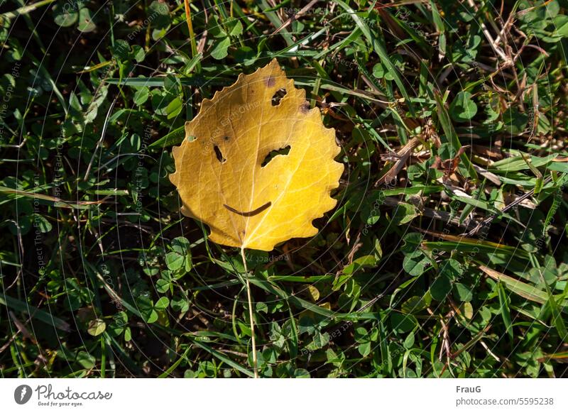 lachendes Blatt- schöner Herbst Wiese Gras Klee gelb Fraßstellen Tannennadel Gesicht fröhlich Herbstfärbung Herbstlaub herbstlich schönes Wetter Natur