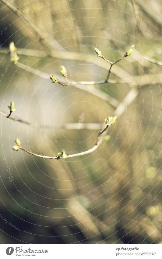 Frühlingsboten Natur Pflanze Schönes Wetter Blattknospe Garten Park Wald Wärme Tag Sonnenlicht Schwache Tiefenschärfe