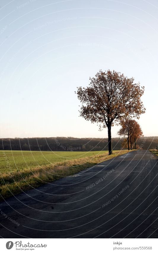 . Umwelt Landschaft Himmel Herbst Winter Baum Gras Feld Feldrand Stadtrand Menschenleer Verkehr Verkehrswege Straßenverkehr Wege & Pfade Bundesstraße dunkel