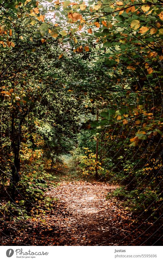 Herbstlicher Waldweg fallen Blätter Blatt grün gelb golden Wärme Bäume Sonnenlicht Natur natürlich Hintergrund im Freien schön Schönheit Holz Baum Bäume Wald