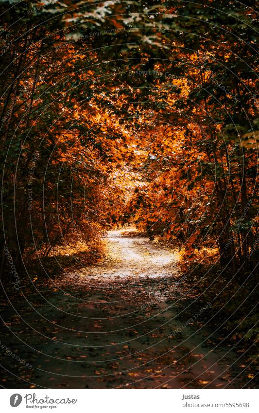 Herbstlicher Waldweg fallen Blätter Blatt grün gelb golden Wärme Bäume Sonnenlicht Natur natürlich Hintergrund im Freien schön Schönheit Holz Baum Bäume Wald