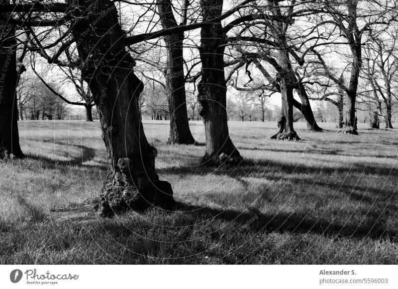 Bäume im Park Wiese Licht und Schatten Licht und Schattenspiel Kontrast Licht & Schatten Strukturen & Formen Schattenwurf