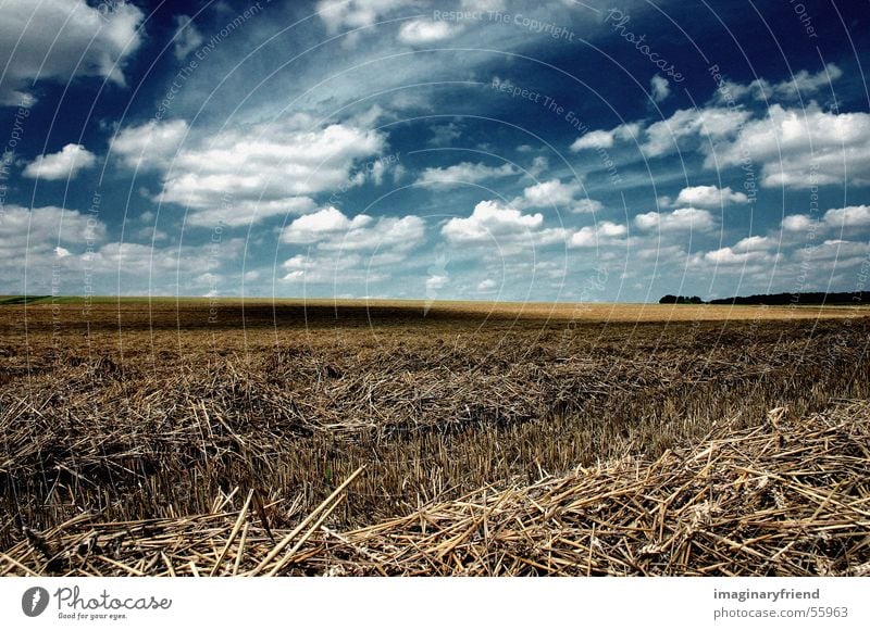 kornfeld Feld Korn himme l wolken Ernte