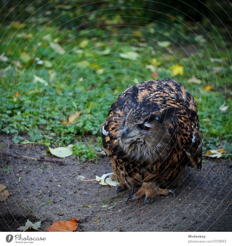 Der gefangene Uhu Tier Wildtier Streichelzoo 1 beobachten sitzen Ferne natürlich braun gelb grau grün orange schwarz weiß ducken Feder Boden Gras Blatt Schnabel