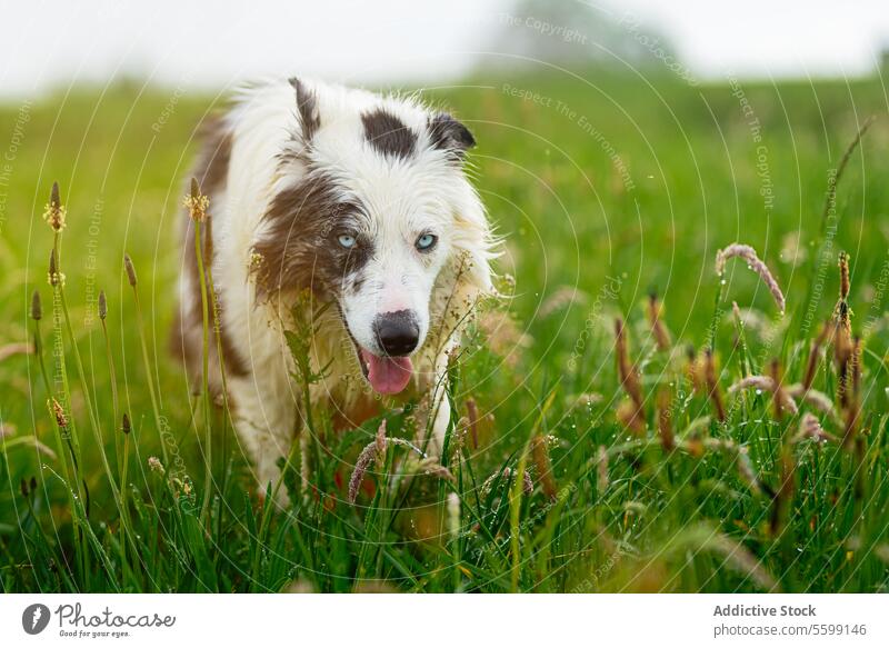 Border Collie Blue Merle Hund blue merle weiß schwarz blaue Augen Haustier Eckzahn Canis lupus familiaris jung Spaziergang Windstille Glück Porträt niemand