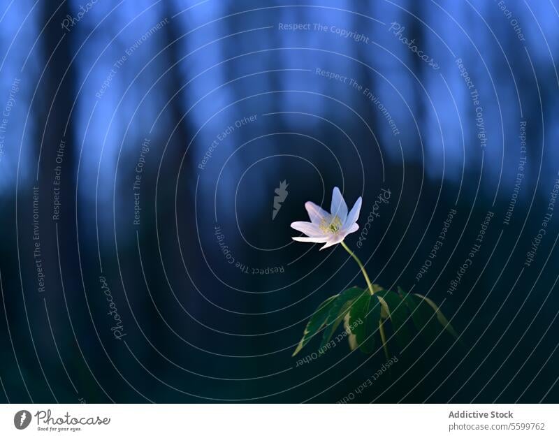 Solitary White Flower Against Twilight Forest weiß Blume Blütezeit einsiedlerisch Wald Hintergrund Abenddämmerung Ruhe Einsamkeit Natur Dämmerung verschwommen