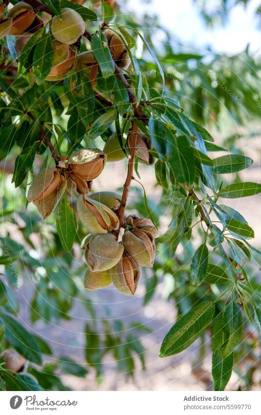 Mandelbaum mit Nüssen im Obstgarten Nut Panzer Ast Baum Ackerbau Castilla-La Mancha Frucht offen erhängen produzieren Ernte Pflanze Blatt Wachstum frisch