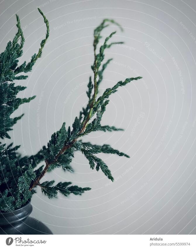 Wacholderzweige in einer schwarzen Vase vor grauer Wand Zweige grün Nadeln Deko winterlich schlicht