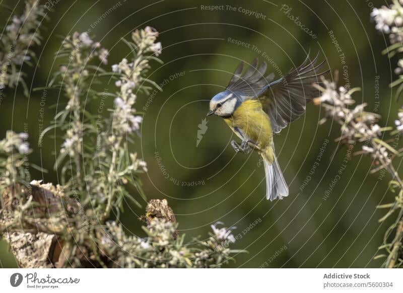 Blaumeise fliegt in der Nähe blühender Blumen Vogel Flug fliegen Natur Tierwelt Pflanze Blüte Cyanistes caeruleus Strauch Flügel Schnabel Feder kleiner Vogel