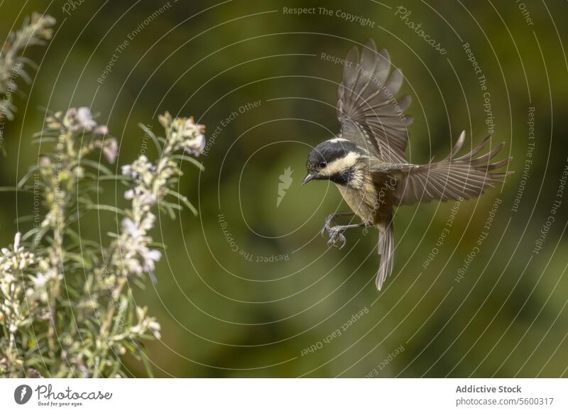 Anmutige Meise Meisenmaus im Flug zwischen Blüten Vogel chickadee Periparus Ater Flügel Natur Tierwelt Blütezeit grün mitten im Flug Aufstrich Fauna geblümt