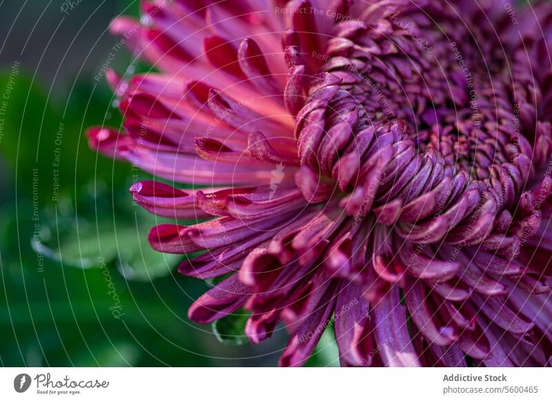 Taugeküsste rosa Chrysantheme Blütenblatt Nahaufnahme Tautropfen Blume Herbst Blütezeit Natur Garten geblümt pulsierend Detailaufnahme Makro Pflanze Botanik