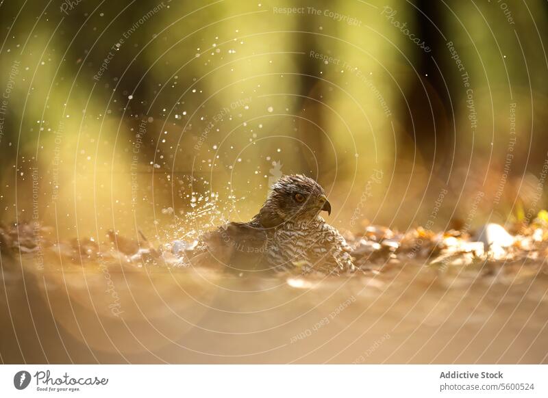 Weiblicher Habicht beim Baden in einer Waldlandschaft Vogel Blasenfußkrebs (Accipiter gentilis) Frau Wasser Natur Tierwelt Gelassenheit Verhalten