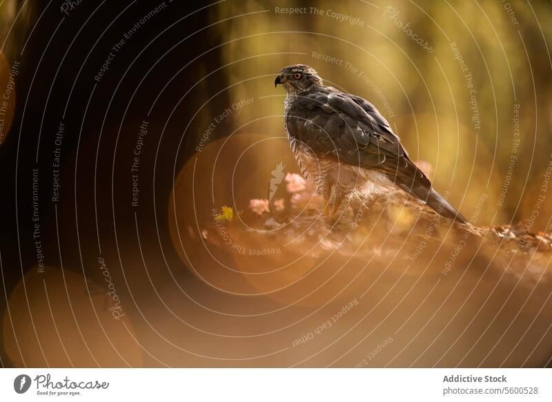 Weiblicher Habicht im natürlichen goldenen Licht Vogel Blasenfußkrebs (Accipiter gentilis) Frau goldenes Licht Gelassenheit Natur Tierwelt Raptor Barsch Umwelt