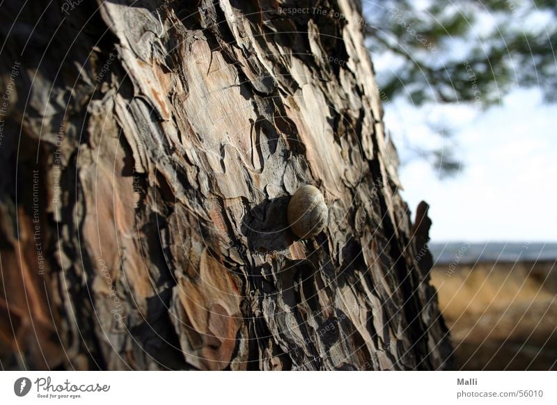 schnecke mediterran Kreta Pinie Sommer Griechenland braun Holz langsam Physik Baum Crete Holzmehl Schnecke Baumstamm Schatten Sonne Wärme pine snail brown