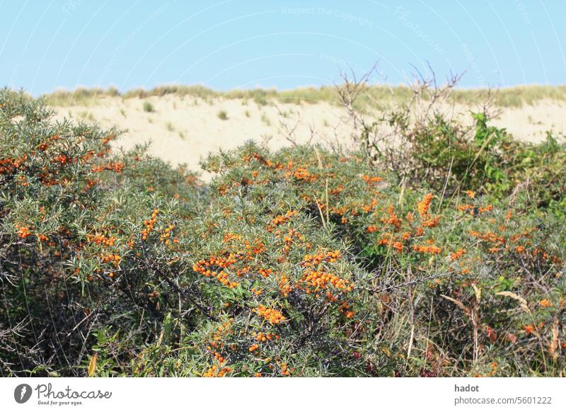 Dünen Sand Dünenstrand Himmel Dünengras Gras Landschaft Nordsee Sanddünen Küste Natur Dunes Strandhafer Sandstrand einsame Pflanze Idylle