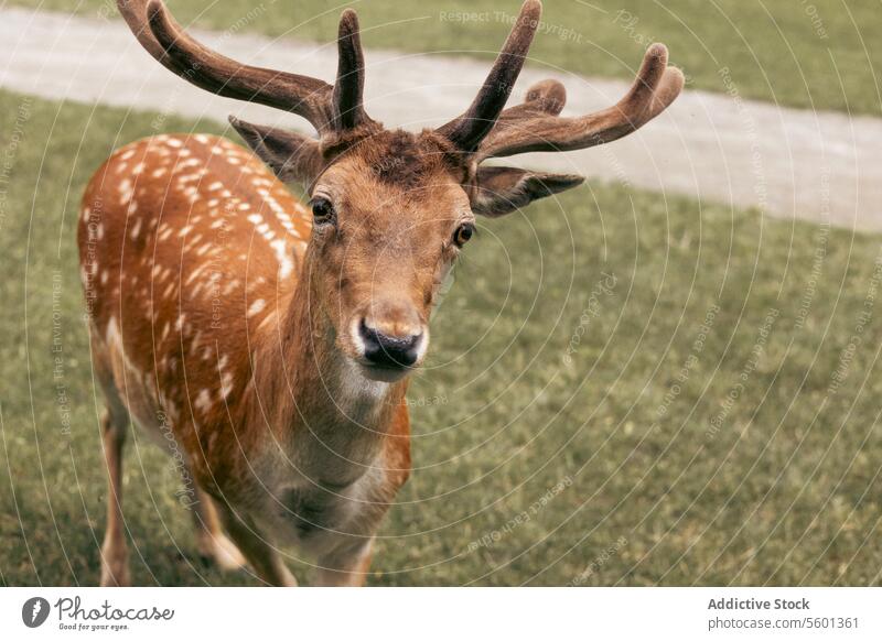 Nahaufnahme des Kopfes eines Damhirsches vor grünem Hintergrund Axishirsche Herde Wiederkäuer chital Ackerbau Achsenhirsch Auge Horn Nationalpark Park im Freien