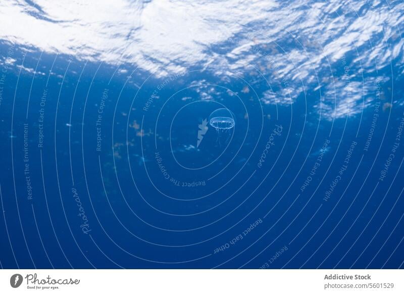 Unterwasseransicht einer Qualle mit durchscheinendem Sonnenlicht unter Wasser blau Windstille Gelassenheit Umwelt Licht Filter Meer MEER Tiefe Natur aquatisch