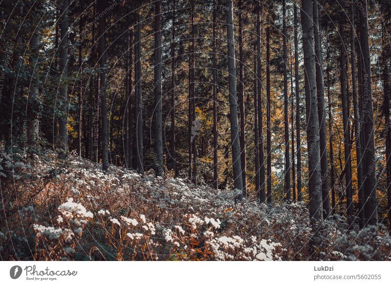 Foto eines Herbstwaldes braun Oktober Novemberstimmung Jahreszeiten Laubwald Herbstgefühle Herbstbeginn Herbstspaziergang Blätter Waldstimmung Wälder Blattfaser