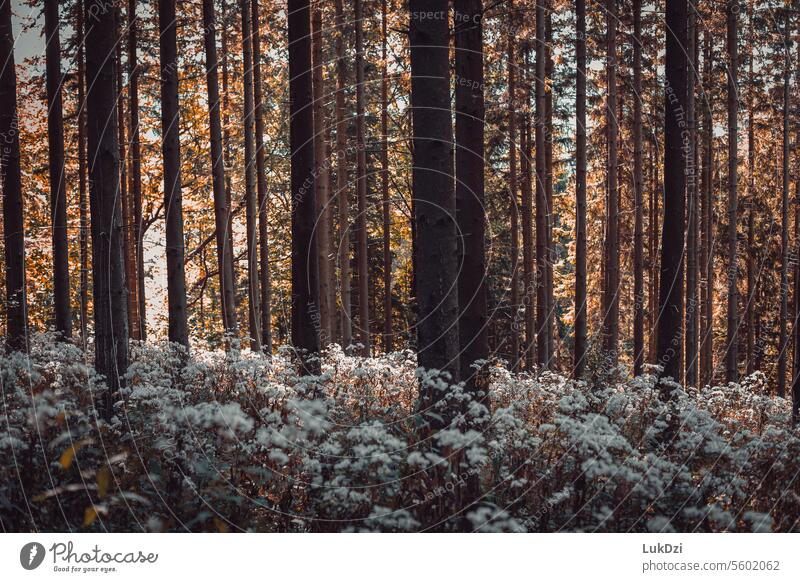 Foto eines Herbstwaldes braun Oktober Novemberstimmung Jahreszeiten Laubwald Herbstgefühle Herbstbeginn Herbstspaziergang Blätter Waldstimmung Wälder Blattfaser