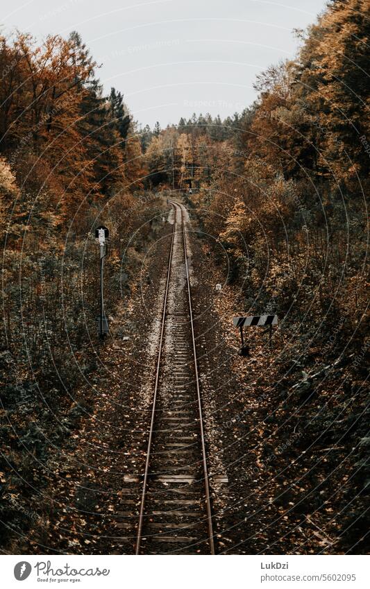 Alte Eisenbahnstrecke im herbstlichen Wald Verkehr Bahnfahren Außenaufnahme Menschenleer Gleise Verkehrsmittel Verkehrswege Bahnanlage Schienenverkehr