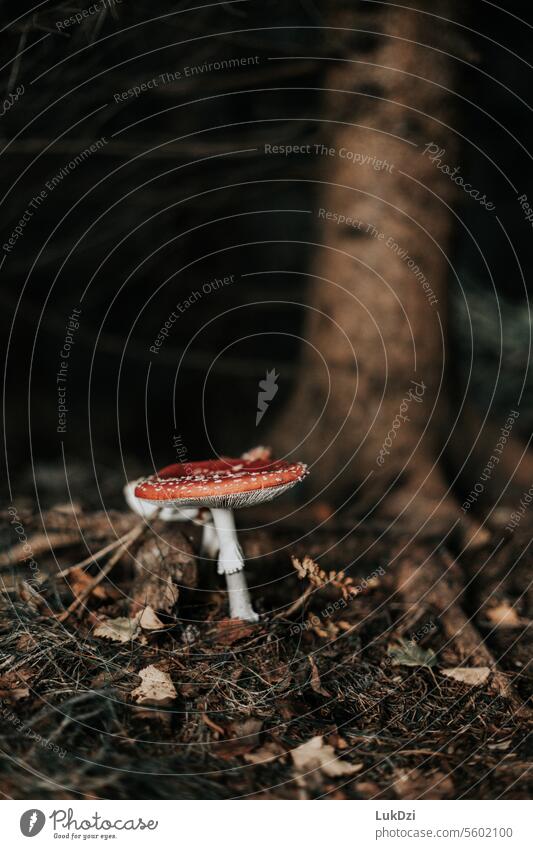 Nahaufnahme eines Fliegenpilzes im Herbstwald Pilz Waldboden Gift Tag Makroaufnahme Außenaufnahme mehrfarbig Farbfoto Toxizität Umwelt Hintergrundunschärfe