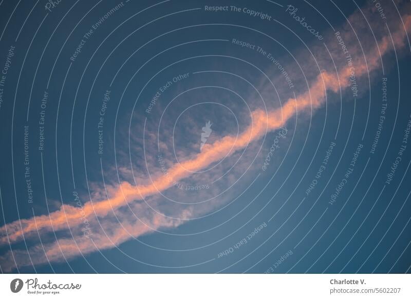 Kondensstreifen im Abendlicht Kondentsstreifen Himmel wolkenloser Himmel Natur Umwelt Chemtrail Farbfoto Flugverkehr schönes Wetter Schönes Wetter Außenaufnahme