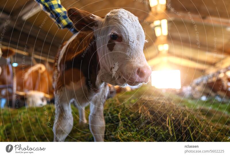 Nahaufnahme eines Kalbes in einem Stall mit Sonnenlicht und Heu, Bauer im Hintergrund Bayern Deutschland Wade Scheune Landwirt Milchviehbetrieb Ackerbau