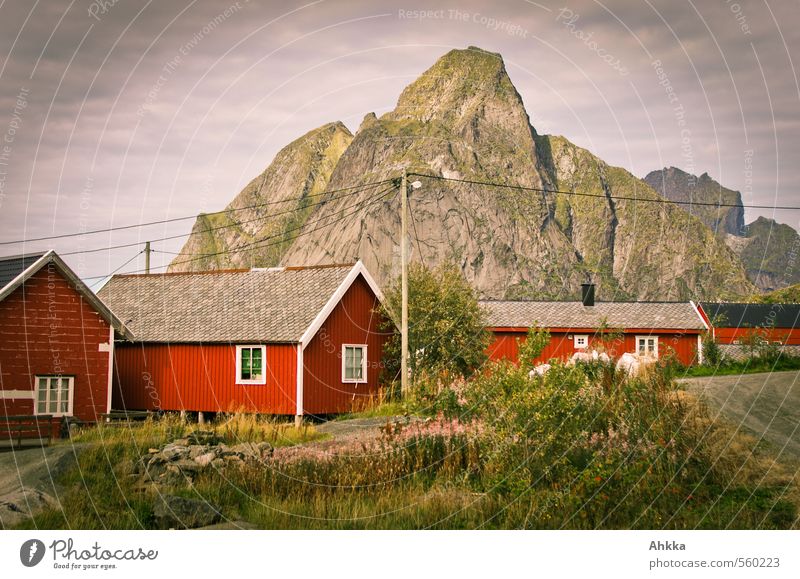 vernetzt Informationstechnologie Strommast Natur Landschaft Pflanze Sträucher Berge u. Gebirge Gipfel Menschenleer Haus Holzhaus Duft exotisch wild rot Stimmung