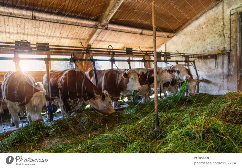 Intensive Aufzucht von Kühen in einer Reihe, die für die Milchproduktion ausgebeutet werden, eingesperrt in einem Stall auf einem Bauernhof, viele Kühe mit Ketten angebunden. Intensive Tierhaltung oder industrielle Tierproduktion, Massentierhaltung