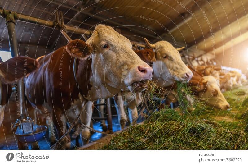 Intensive Aufzucht von Kühen in einer Reihe, die für die Milchproduktion ausgebeutet werden, eingesperrt in einem Stall auf einem Bauernhof, viele Kühe mit Ketten angebunden. Intensive Tierhaltung oder industrielle Tierproduktion, Massentierhaltung