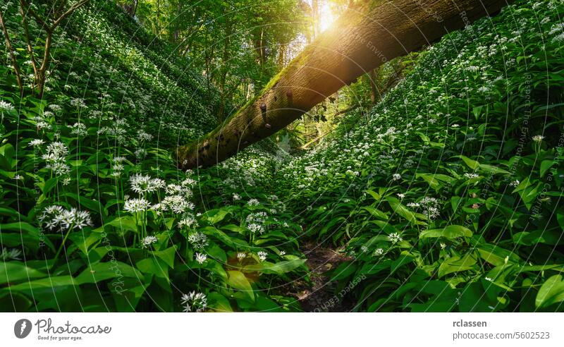 Umgestürzter Baum im Wald mit Sonnenlicht, das durch das dichte Bärlauchgestrüpp fällt umgestürzter Baum Grün Unterholz Natur Waldgebiet Frühling üppig (Wuchs)