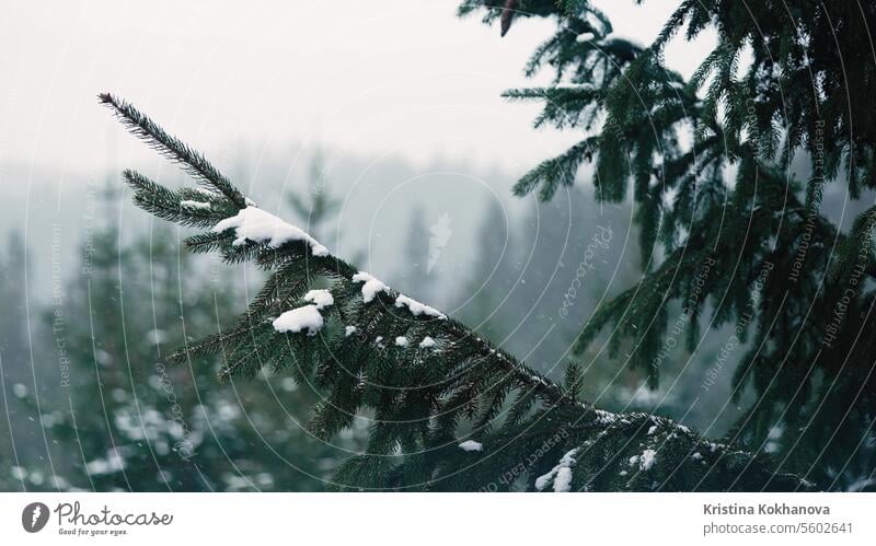 Kiefer, immergrüne Fichtenzweige, bedeckt mit Schnee, Raureif. Schneebedeckter Nadelbaum kalt Wald Winter gefroren Landschaft Frost Natur Wetter Antenne Saison