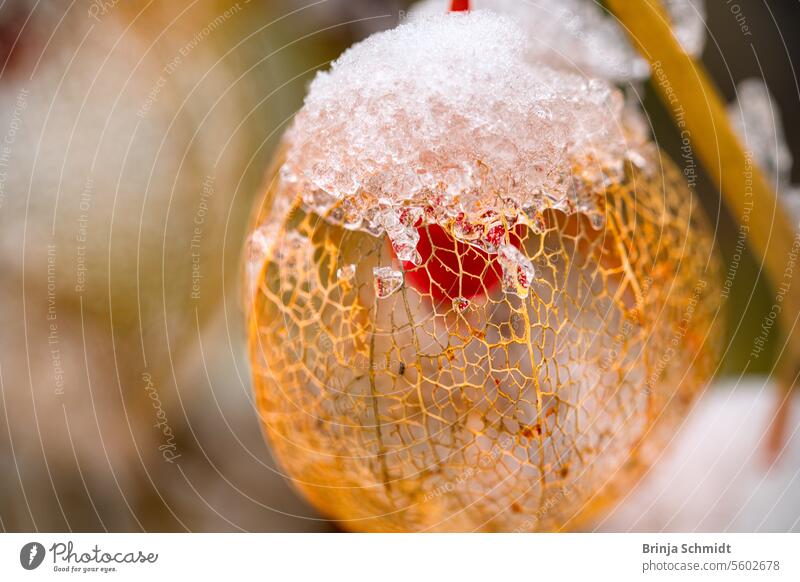 Makroaufnahme einer filigranen, verblühten Lampionblume, von Eis und Schnee bedeckt frost foliage ornate alkekengi season white celebration nature detailed