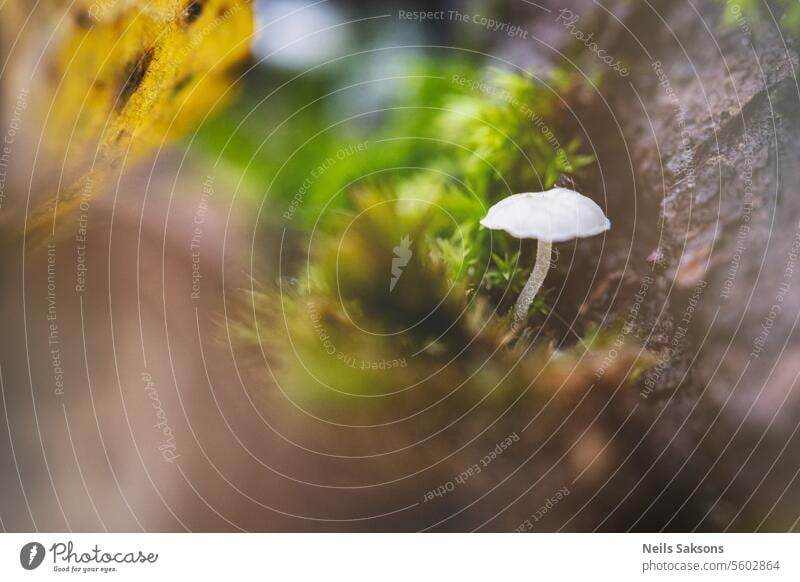 schneeweißer kleiner Pilz im Moos. Mycena sp. Herbst Hintergrund schön blau Nahaufnahme essbar fantastisch Wald frisch Pilze Garten grün Makro Mykologie