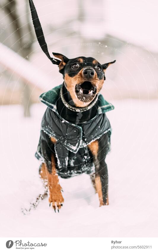 Lustige schwarze Zwergpinscher Zwergpinscher, Min Pin Hund spielen und laufen im Freien im Schnee, Wintersaison züchten Miniatur-Pinscher reinrassig Training