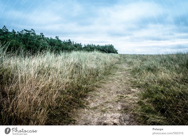 Bereich schön Sommer Umwelt Natur Landschaft Luft Himmel Wolken Horizont Herbst Wetter Baum Blatt Park Wald Straße Wege & Pfade wild gelb grün Farbe vertikal