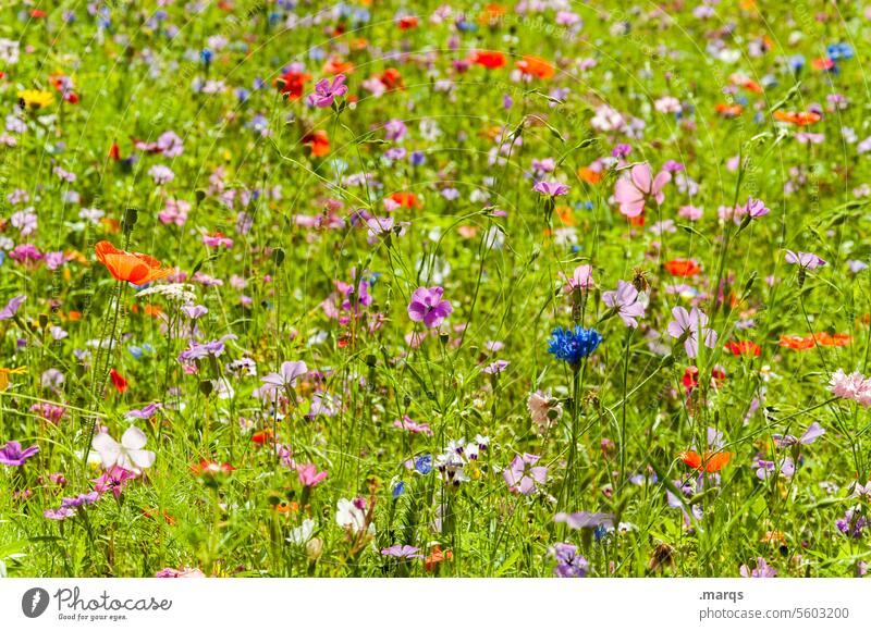 Wildwiese Garten Frühling Blumenwiese grün gelb weiß Pflanze Wiese Natur Wiesenblumen Idylle frisch Sommer bunt mehrfarbig wildwiese schön Schönes Wetter Umwelt